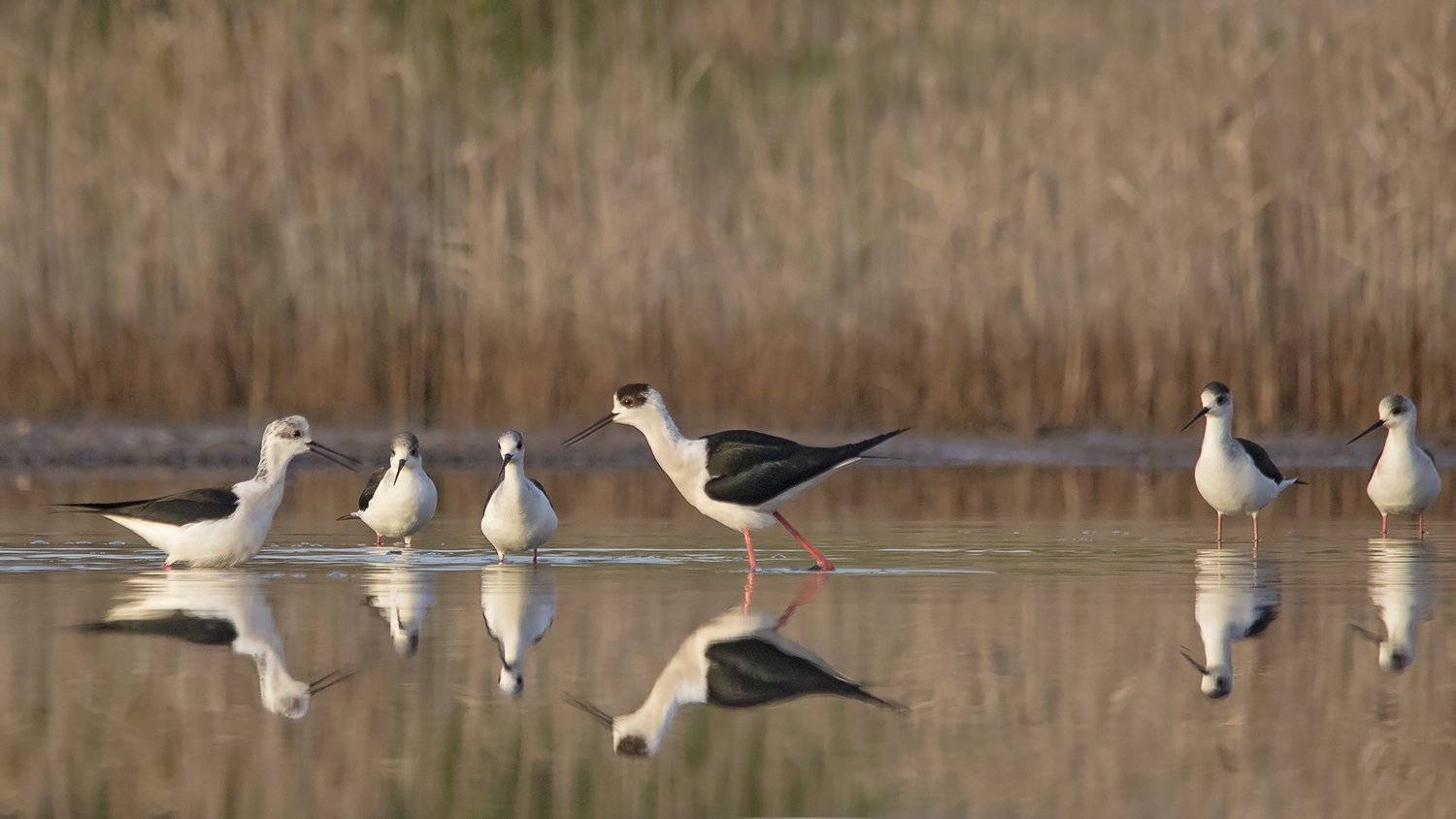 Дебат. Автор: Евгени Стефанов ходулочник, кокилобегач, Евгени Стефанов