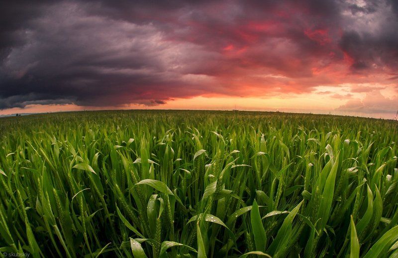 поле, закат Урожай 2016photo preview