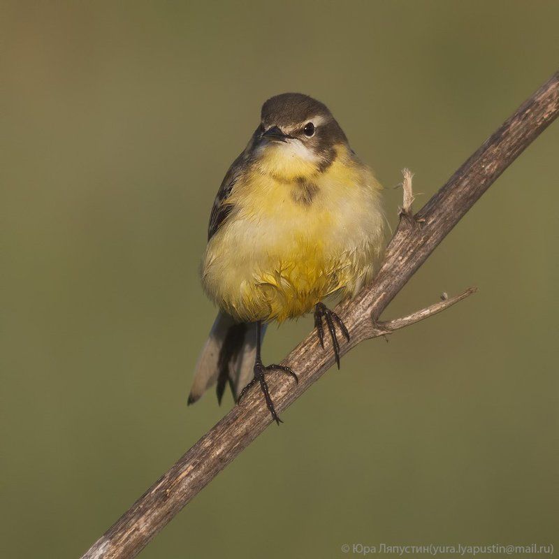 Жёлтая трясогузка Yellow wagtail.photo preview