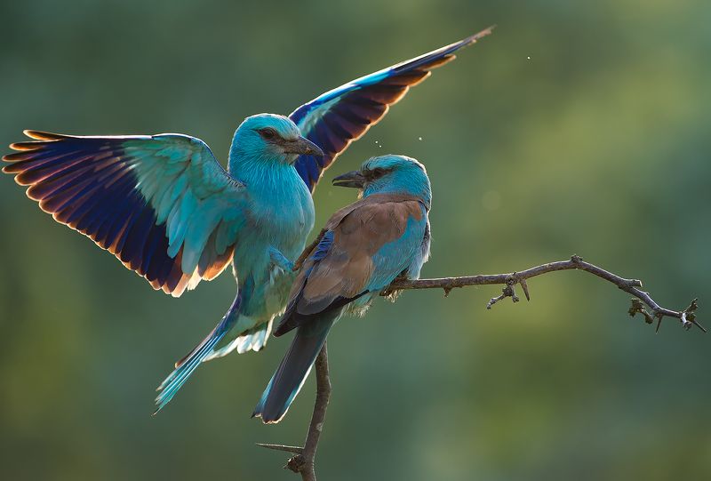 European Roller / Сизоворонкаphoto preview