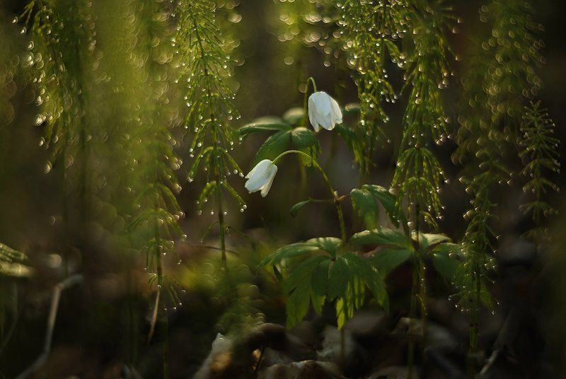 весна, май, цветы, рассвет Нежность маяphoto preview