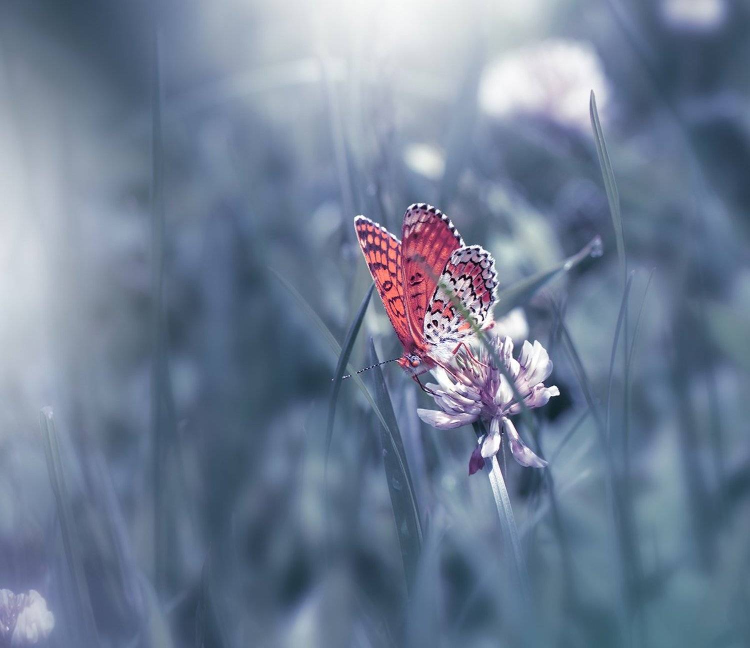 ~~~*O*~~~. Автор: Juliana Nan , Juliana Nan