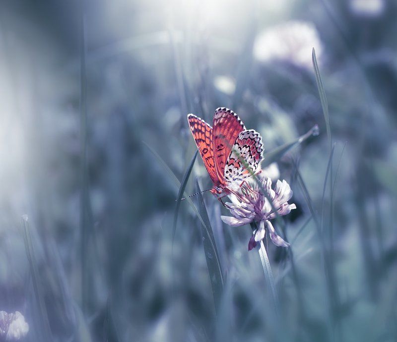 ~~~*O*~~~photo preview