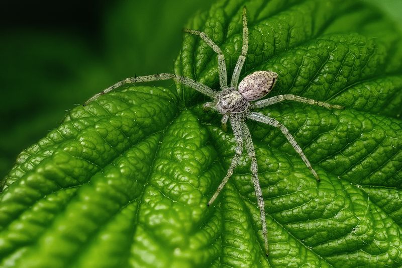 Волосатикphoto preview