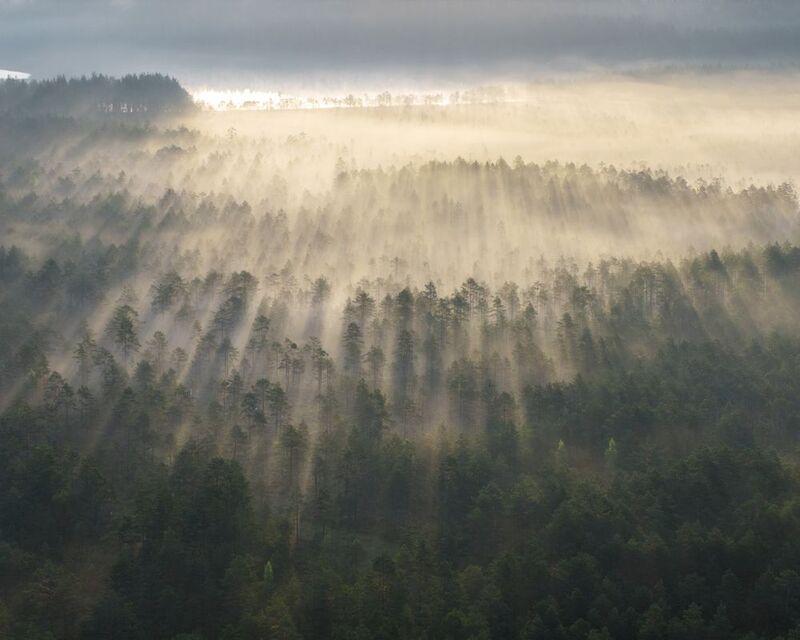 болота, болталенобласти, ленобласть Туман на болотахphoto preview