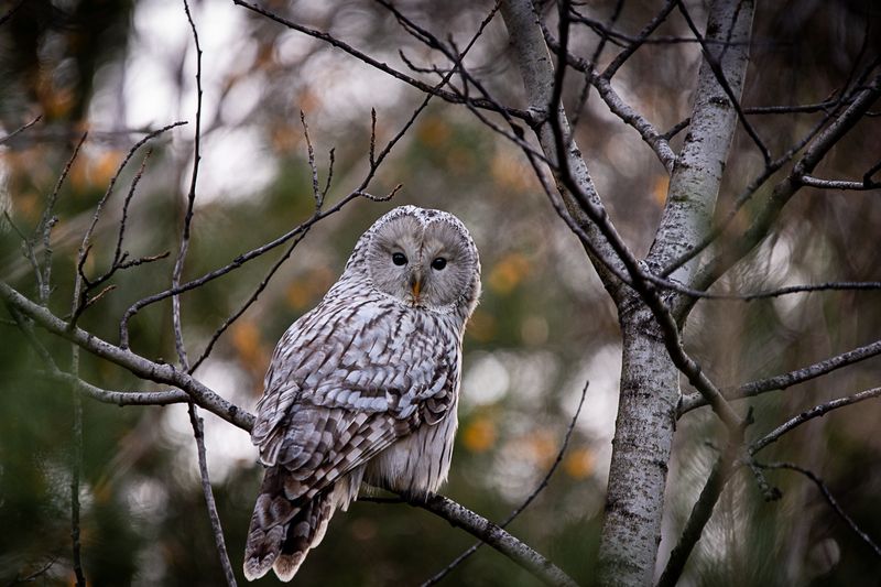 длиннохвостая неясыть, неясыть, сова, птица длиннохвостая неясыть фото превью