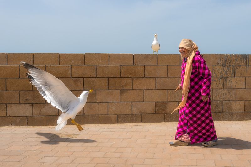 марокко, чайки, порт, maroc, marocco, street, city, blue, blue city, cat, etnic, africa photo preview