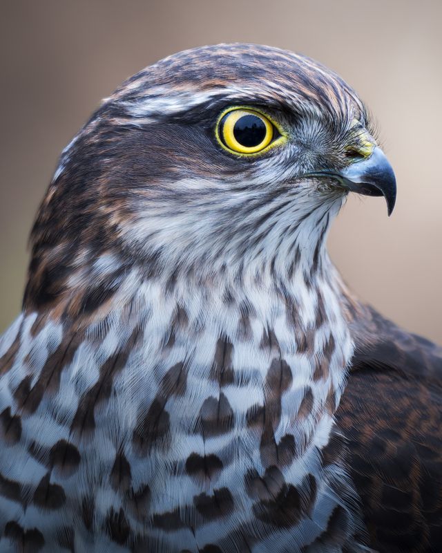 Ястреб-перепелятник (Accipiter nisus)photo preview