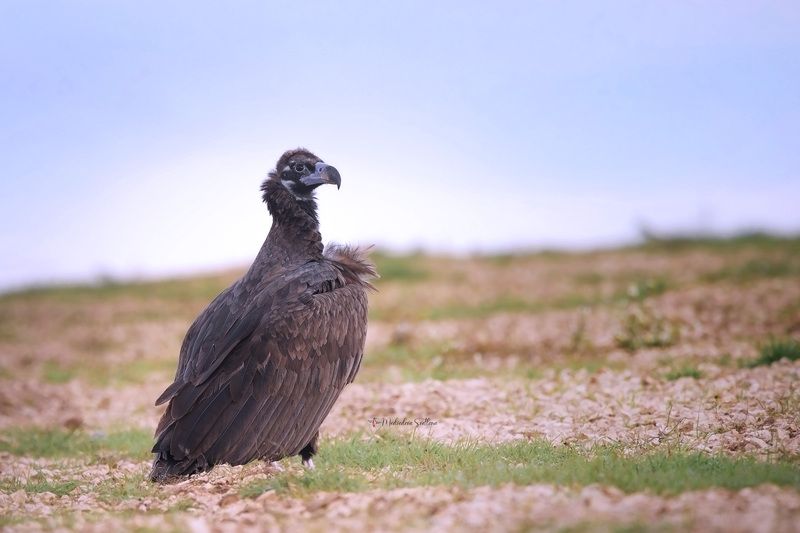 фотоохота, птица, гриф, осень, птицы, чёрный гриф, дагестан Чёрный гриф.photo preview
