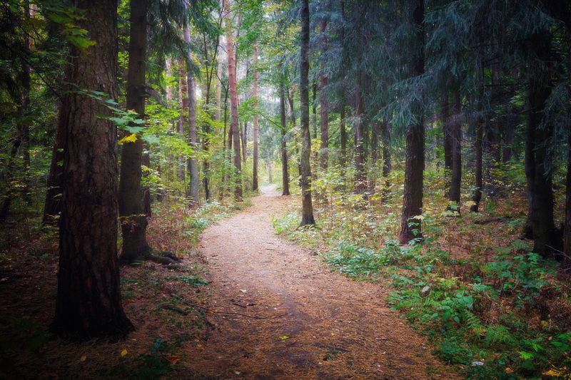 лес, деревья, листва, осень В осеннем лесуphoto preview