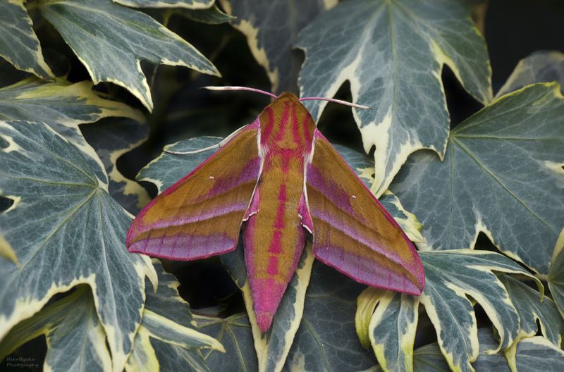макро, природа, бабочка, мотылек, бражник, macro, nature, butterfly, moth, hawk moth, Бражник винныйphoto preview