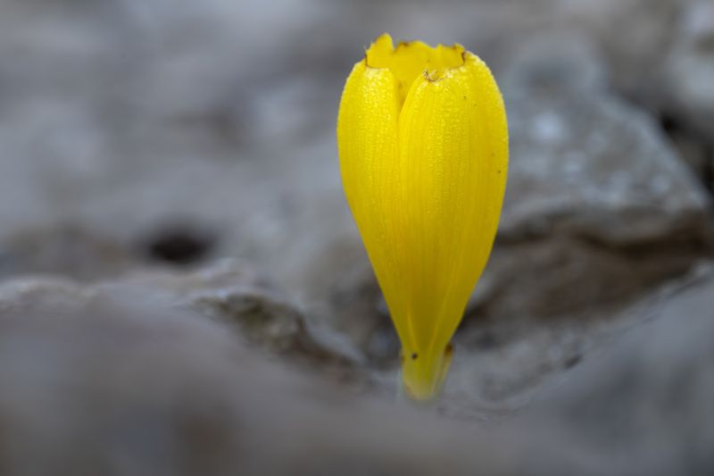 macro, flowers, plants, nature, spring, red, grass Штернбе́ргия жёлтая фото превью