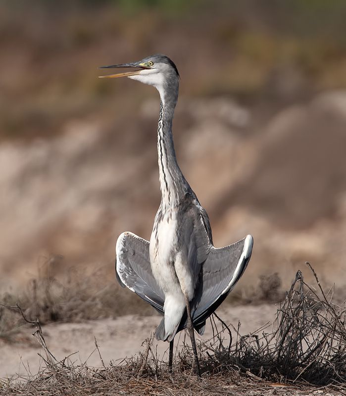 grey heron, cерая цапля, цапля, heron, израиль, птицы израиля,israel Grey heron -Cерая цапляphoto preview