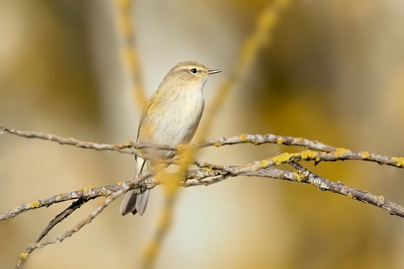 пеночка‑теньковка, common chiffchaff, Phylloscopus collybita, птица, дикая природа, bird, wild bird, певчая птица, birdwatching, nature, wildlife photography, close‑up bird Пеночка-теньковка / Common Chiffchaff / Phylloscopus collybitaphoto preview
