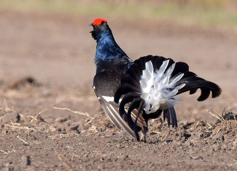 Еще бурлит кровь в жилахphoto preview