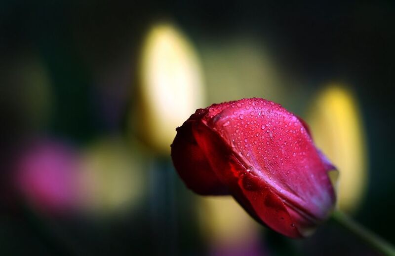 тюльпаныphoto preview