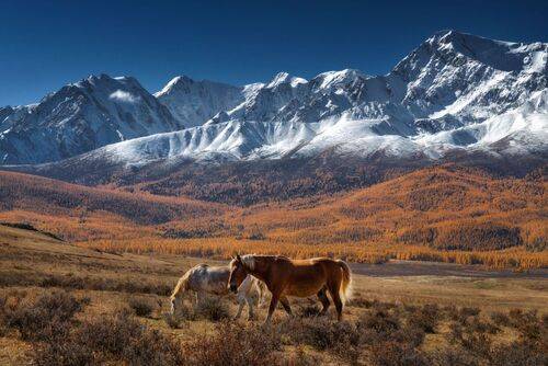 Алтайские мотивы