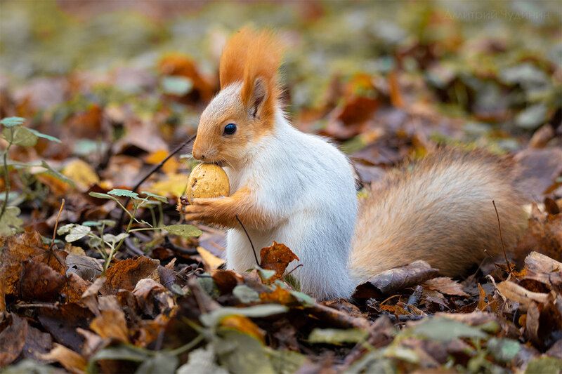 Моя прелесть фото превью