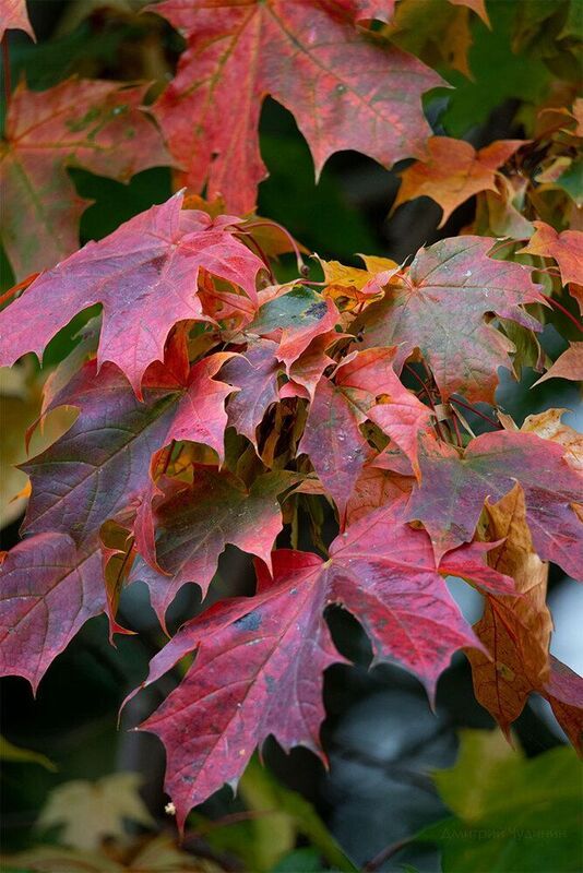 Краски осени фото превью