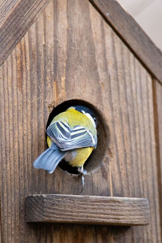 Охранник фото превью