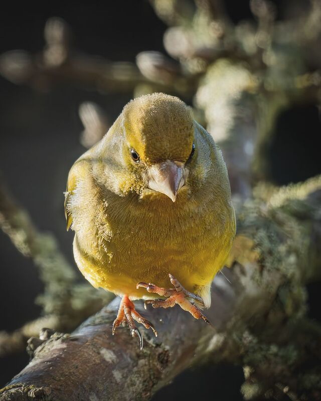 Зеленушки птицы бёрдвотчинг  Женщина, прекращаем фотографировать!photo preview