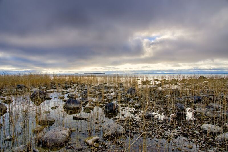 карелия онего осень ноябрь вода камыш камень валун Начало ноября на берегу озераphoto preview