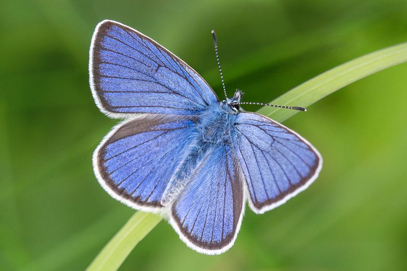 Голубянка.photo preview