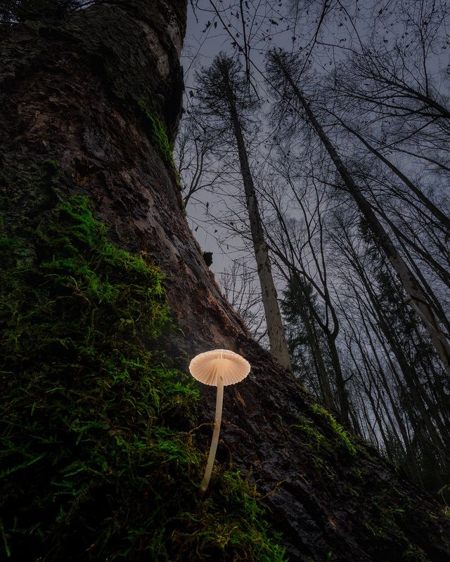 Грибыphoto preview