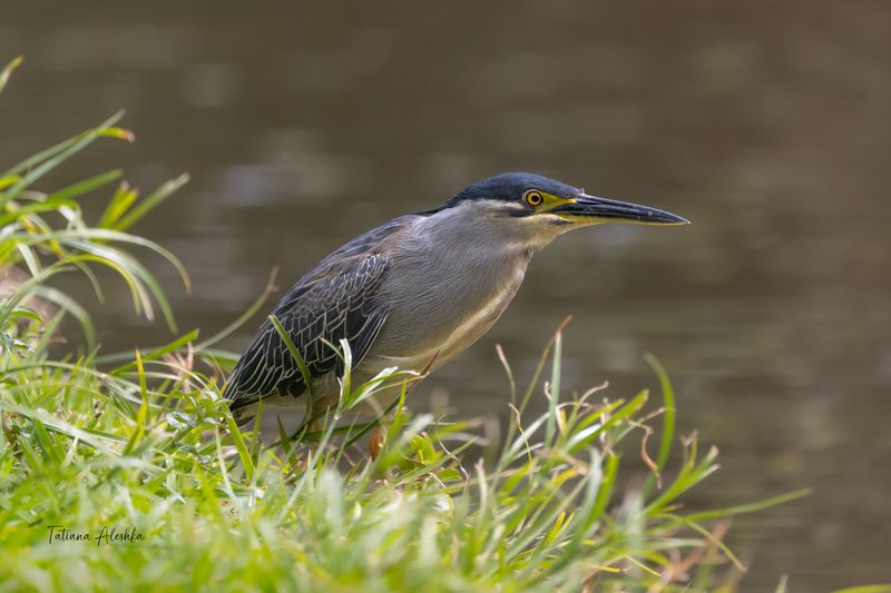 Зеленая кваква (Butorides striata)photo preview
