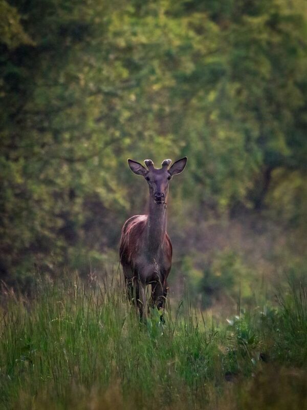 #wildlife Deerphoto preview