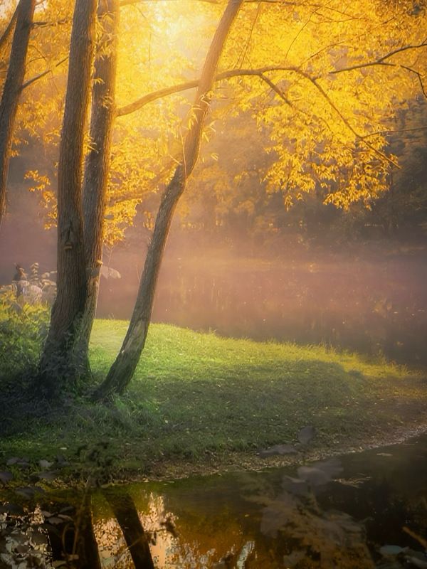 пейзаж, landscape, nature, природа, осень, autumn, золотаяосень, goldatum, лес, forest, туман ***photo preview
