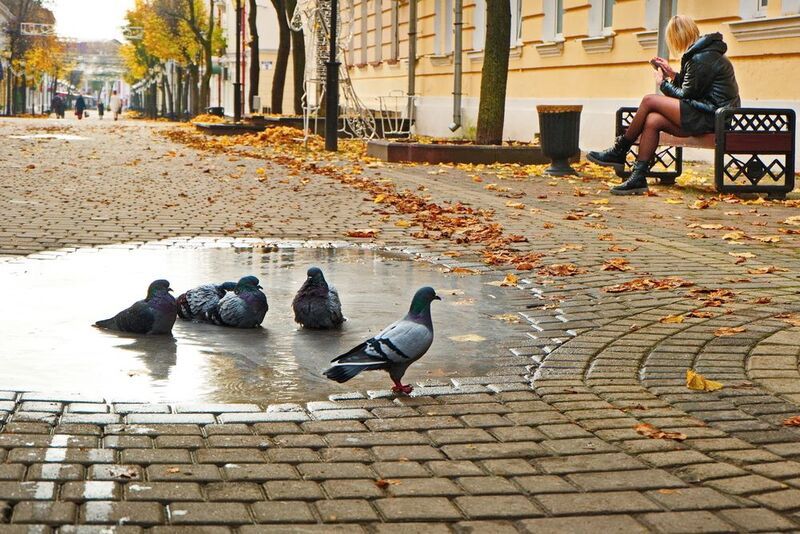 витебск Осенний стритphoto preview