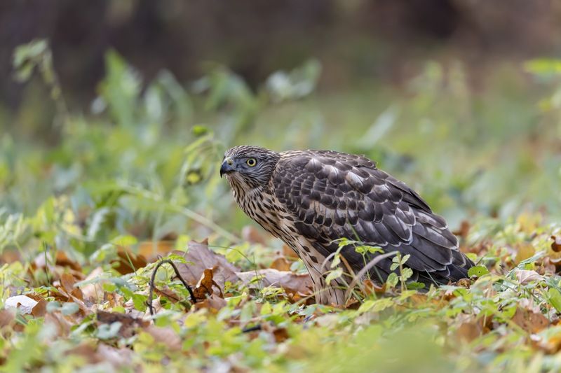 ястреб тетеревятник, ястреб, тетеревятник, птицы, ястреб-тетеревятник, хищники, хищная птица. hawk, birds, goshawk Тетеревятникphoto preview