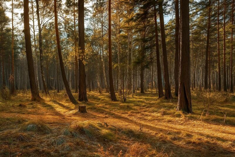 Осенний лесphoto preview