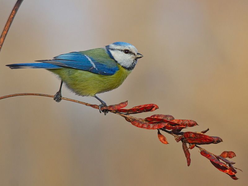 parus caeruleus, лазоревка, лакрица, солодка голая, glycyrrhíza glábra, Лазоревкаphoto preview