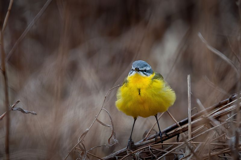 трясогузка, птица, желтая трясогузка желтая трясогузка фото превью