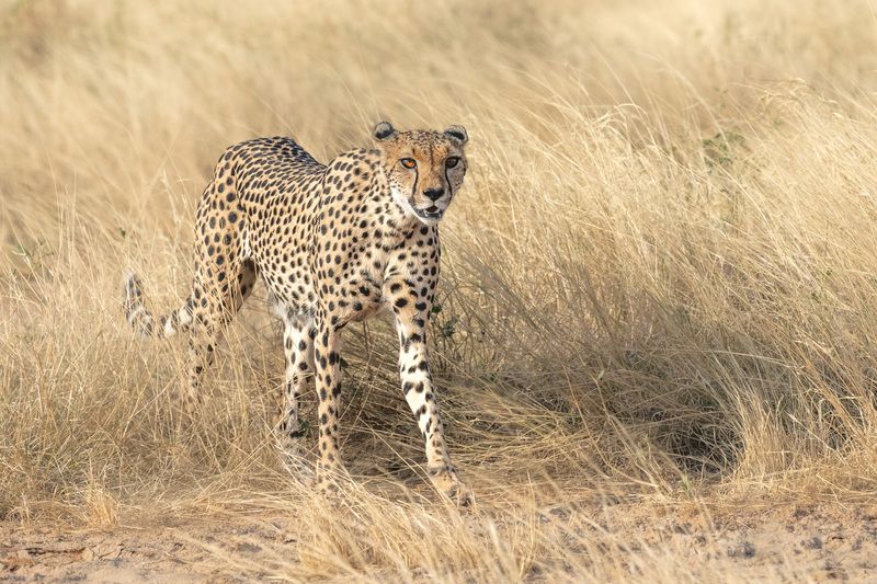 гепард, кения, африка, сафари, дикая природа, животные, кошка Гепард из Самбуру. фото превью