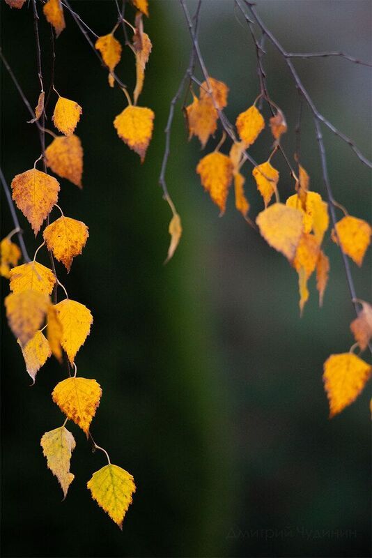 Огненная берёзка фото превью