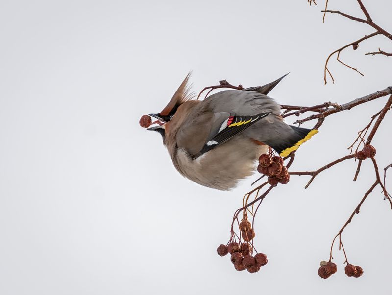 птица, свиристель, Свиристель.photo preview