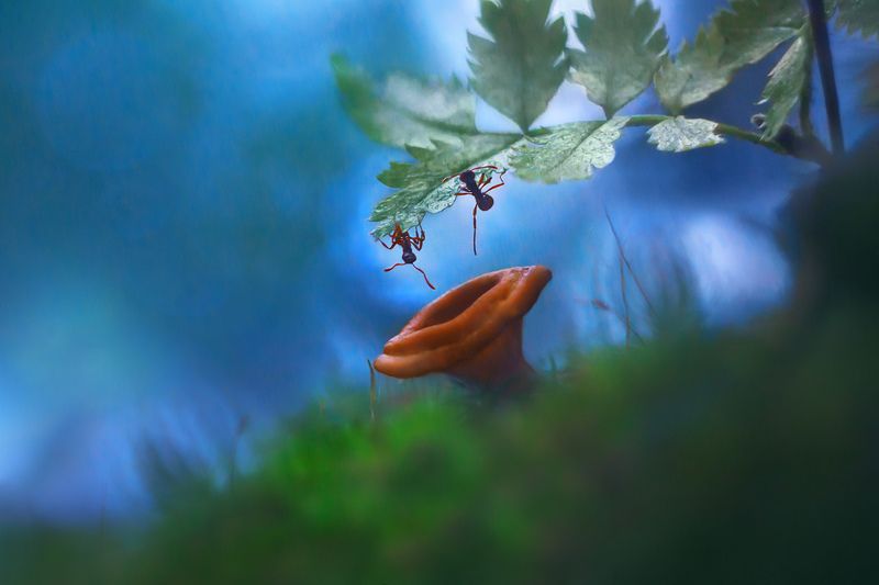 осень, природа, лес, муравьи, муравей рыжая мирмика, гриб Это, сынок, десантники...photo preview