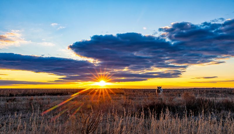 Буренка в золотой час..photo preview