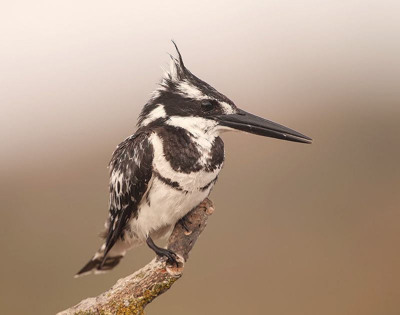 israel, pied kingfisher, малый пегий зимородок,  kingfisher, зимородок, израиль Pied kingfisher - Малый пегий Зимородокphoto preview