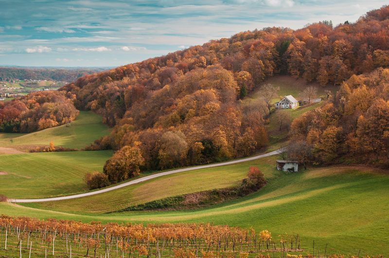 небо деревья трава дорога виноградник пейзаж деревня дом Bizeljskophoto preview