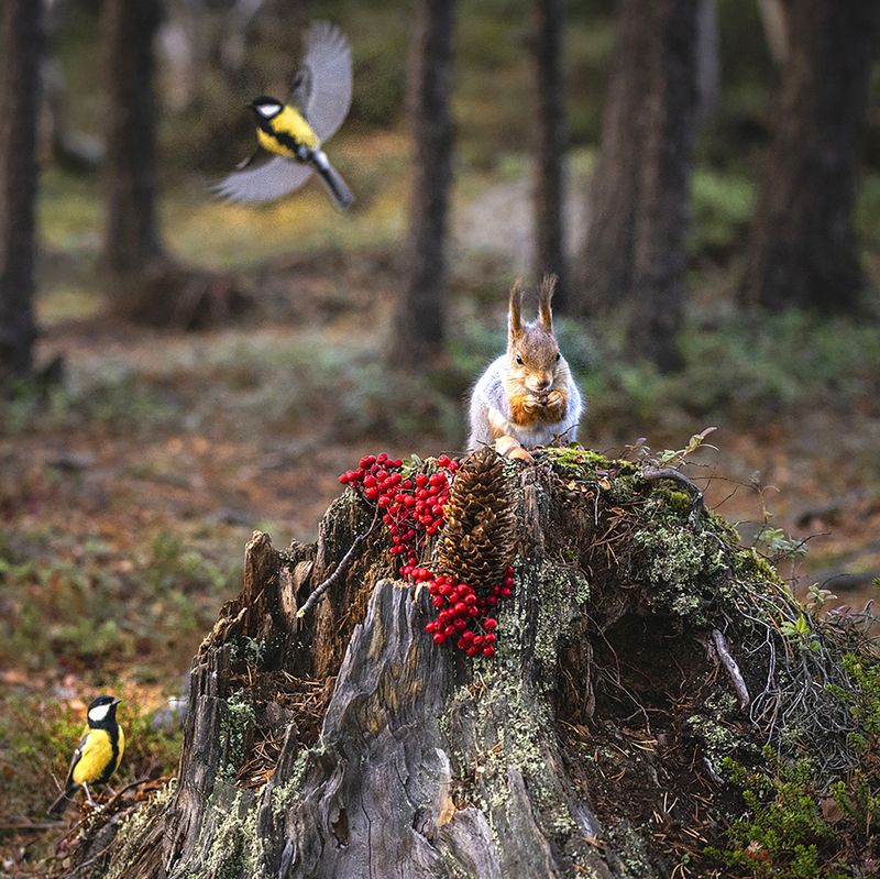 Синички ждут своей очереди!photo preview