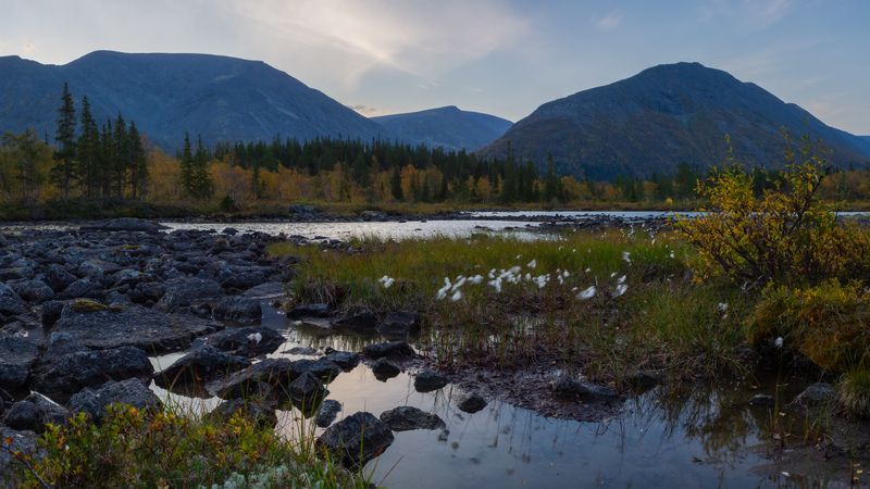Пушица на Полигональных озерахphoto preview