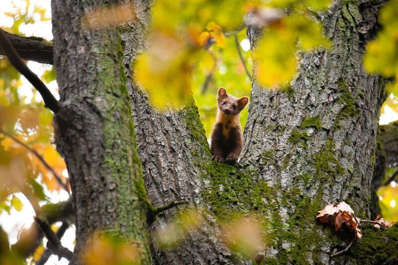 Москва животные куница природа  фото превью