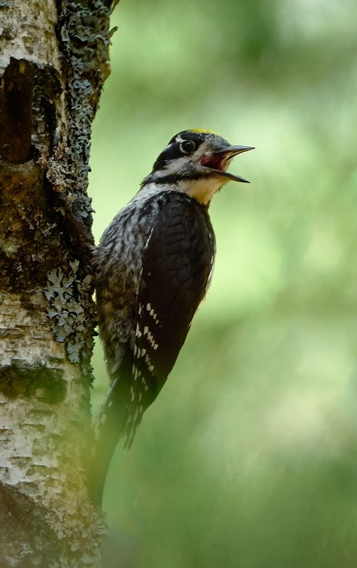 трёхпалый дятел, three‑toed woodpecker, Picoides tridactylus, птица, дикая природа, woodpecker, птицы России, birdwatching, nature, wildlife photography, close‑up bird Трехпалый дятел / Eurasian Three‑toed Woodpecker / Picoides tridactylusphoto preview