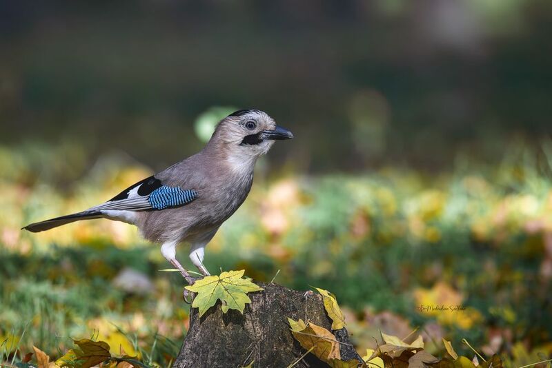 фотоохота, птица, сойка, осень, птицы Осень.photo preview
