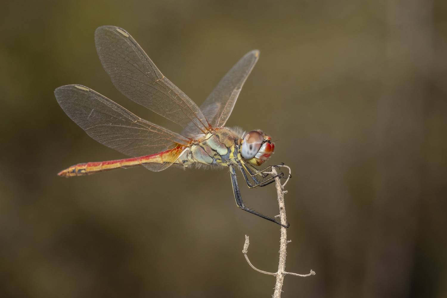 Автор: Nikolay Tatarchuk #macro #insects #nature #closeup, Nikolay Tatarchuk