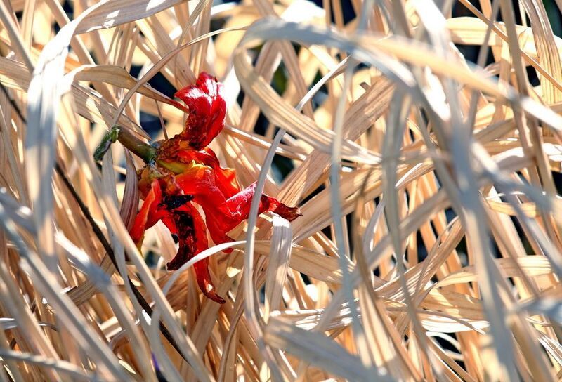 тюльпанphoto preview